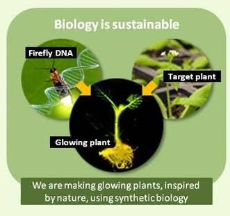 「奇酷」Glowing Plant，KS開賣發(fā)光植物