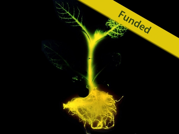 「奇酷」Glowing Plant，KS開賣發(fā)光植物