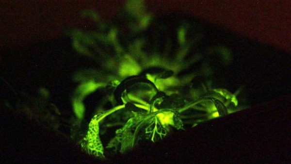 「奇酷」Glowing Plant，KS開賣發(fā)光植物