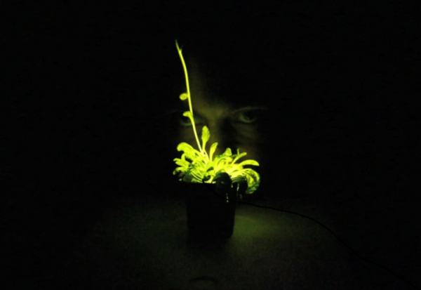 「奇酷」Glowing Plant，KS開賣發(fā)光植物