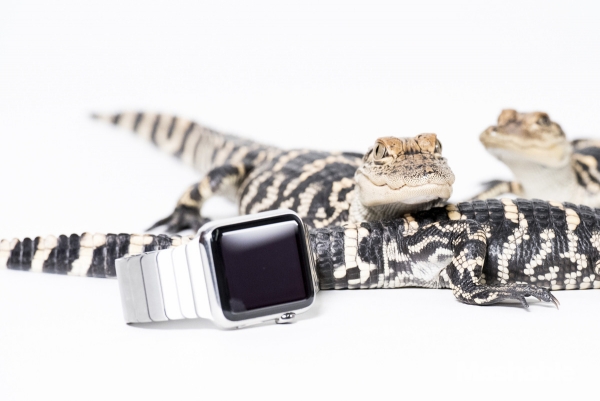 城里人真會(huì)玩，用鱷魚、穿山甲來評(píng)測(cè)Apple Watch 